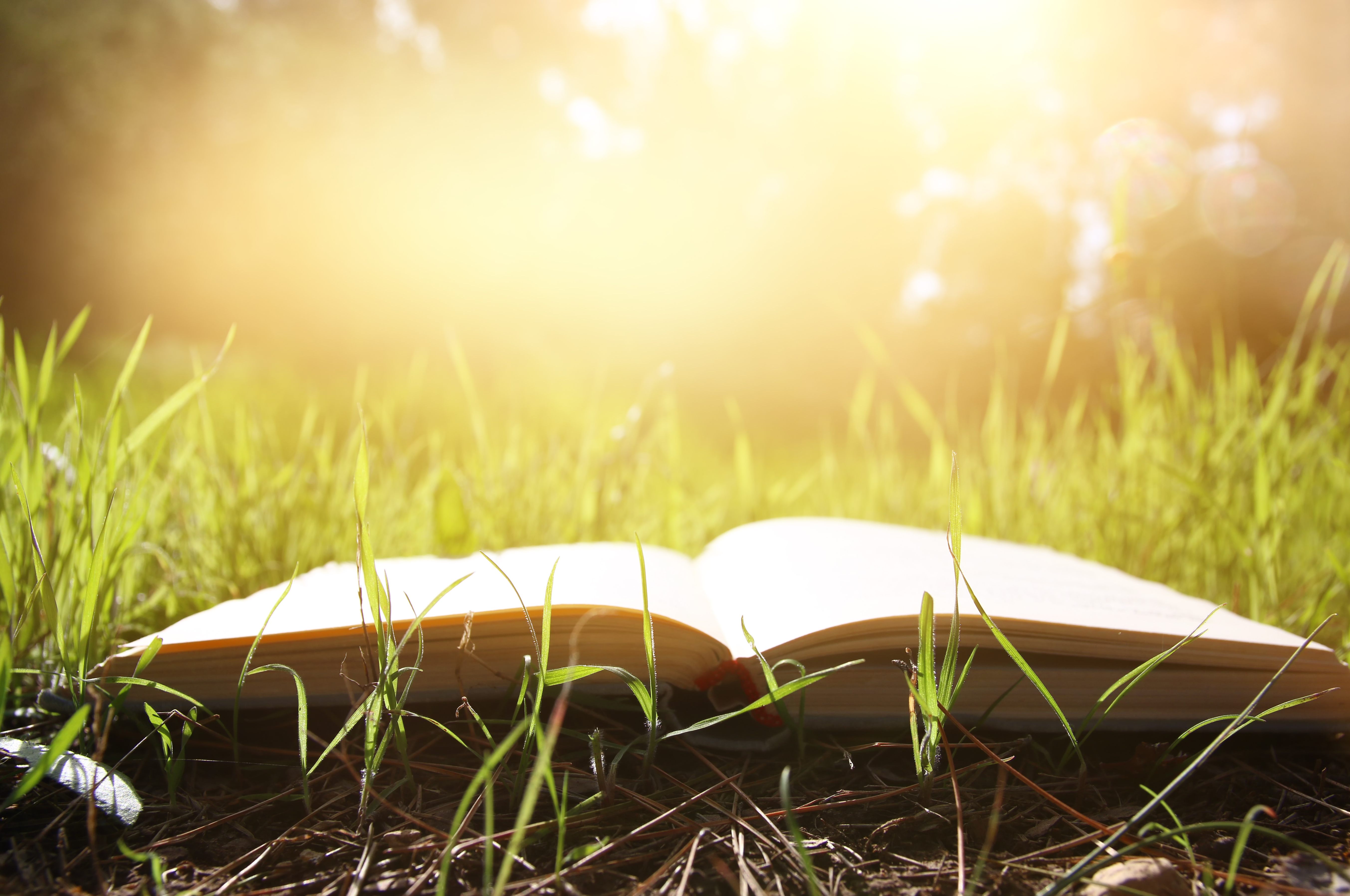 open old book over green spring grass in forest at sunlight